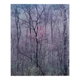 Eliot Porter, Redbud Tree in Bottom Land, Red River Gorge, Kentucky, 1968, Oversized dye-transfer print