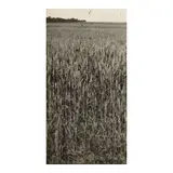 Man Ray, Untitled (Field), c. 1935, Gelatin silver print; signed