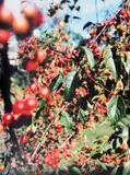 Jack Pierson, Red Berries C-