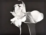 Imogen Cunningham, Untitled, Photograph