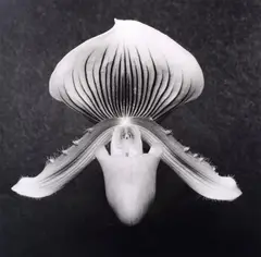 Robert Mapplethorpe, COA, Print