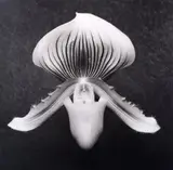 Robert Mapplethorpe, COA, Print
