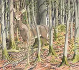 Neil Welliver, Untitled, Etching