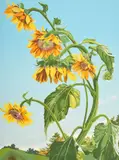 Sondra Freckelton, Untitled, Lithograph