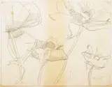 Alex Katz, Floral, Drawing