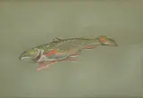 Jack Beal, Fish, Pastel Drawing