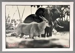 Peter Beard, Untitled, Print