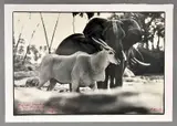 Peter Beard, Untitled