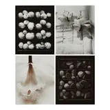 Olivia Parker, Selected Images ('Mixed Nuts', 'Moon Snails', 'Orchid', 'Cut Orchids'), 1975-80, Four selenium-toned silver chloride prints
