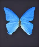 Providence by Damien Hirst, Etching, sold Nov 2023