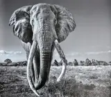 David Yarrow, SPACE FOR GIANTS Coupler, Print