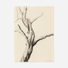 Charles Sheeler, Tree Trunk, 1923, charcoal on rice paper