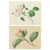 Two rose studies by Emilie-Anna Reinhart, watercolour with traces of pencil, sold Jun 2026