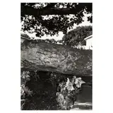 Lee Friedlander, Petunias, Salinas, California, from the portfolio Photographs of Flowers, 1972, Gelatin silver print; numbered and signed '50/70...Lee Friedlander' in pencil along the lower margin; mounted