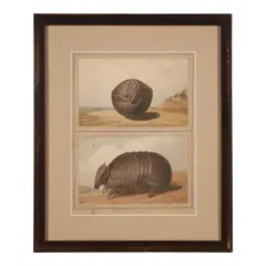 Augustus Earle, Two Studies of an Armadillo, Patagonia, watercolor on paper