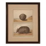 Augustus Earle, Two Studies of an Armadillo, Patagonia, watercolor on paper