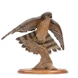 Chris Cape, Cooper's Hawk, wood carving