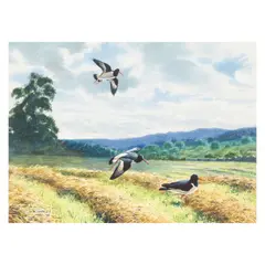 Rodger McPhail, Oyster catchers, watercolour