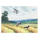 Rodger McPhail, Oyster catchers