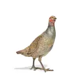 Franz Xavier Bergman, large cold painted bronze model of an English partridge