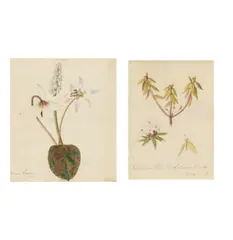 William King, 'Visapucca from the Labrador Coast', graphite and watercolour on vellum