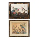The first circa 1755, the second third quarter 18th century or later by together with a further 'basso relievo' picture in the manner of Samuel Dixon depicting a blue and yellow Macaw and two speckled flycatchers or passerines Samuel Dixon A good 'basso relievo' picture of a goldfinch and a butterfly, sold Jul 2026