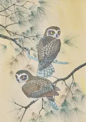 Robin Hill, Boobook Owls, watercolour and gouache