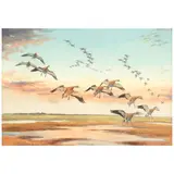 John Cyril Harrison, Pink footed geese landing, watercolour and bodycolour over traces of pencil