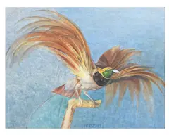 H. Haschke, Bird of paradise, watercolour heightened with white