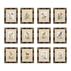 George Edwards, A group of 12 ornithological studies, variously signed