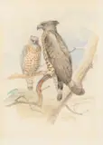 Joseph Wolf, A group of three bird studies including:, watercolour over traces of pencil