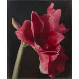 Erik Koeppel, Amaryllis III, oil on panel