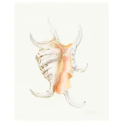 Graham Rust, Yucca; Lambis Chiagra Chiagra (two works), watercolor and ink on paper
