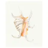 Graham Rust, Yucca; Lambis Chiagra Chiagra (two works), watercolor and ink on paper