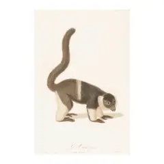 Jean-Baptiste Audebert, Le Vari Variété A./ Lemur macaco, V.A. (Pl. 6); Le Mococo. Buff. / Lemur Catta. Lim. (Pl. 4) (two works)