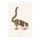 Jean-Baptiste Audebert, Le Vari Variété A./ Lemur macaco, V.A. (Pl. 6); Le Mococo. Buff. / Lemur Catta. Lim. (Pl. 4) (two works)