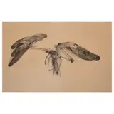 Marie-Anne Poniatowska, Carcasse #1, ink and wash on paper