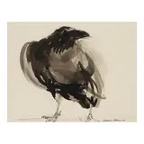 Michael O'Mara, Crow, pen and ink on paper
