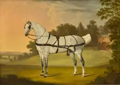 Thomas Stringer, Beauty, a dapple grey, oil on canvas