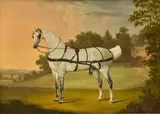 Thomas Stringer, Beauty, a dapple grey, oil on canvas