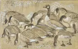 Charles Frederick Tunnicliffe Obe Ra, Canada Geese feeding by the edge of a pool, watercolour, gouache and pencil on paper