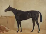 English School, Childwick, winner of the Cesarewitch Handicap 1894, in a stable interior, oil on canvas