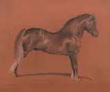 Emil Adam, Welsh stallion, pastel on brown paper