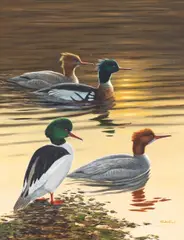Red Breasted Mergans and Goosander by Alastair Proud, oil on board, sold May 2025