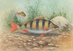 Harry Davis, Study of a perch, watercolour over traces of pencil