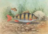 Harry Davis, Study of a perch, watercolour over traces of pencil