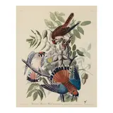 John James Audubon, Two Reproductions, n.d., Two reproductions of John James Audubon's Florida Jay and American Sparrow Hawk, each framed. (2)