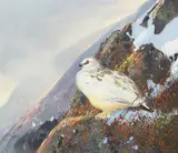 Michael Coleman, Rock Ptarmigan, oil on masonite