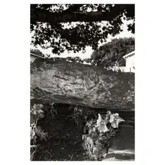 Lee Friedlander, Petunias, Salinas, California, from the portfolio Photographs of Flowers, 1972, Gelatin silver print; numbered and signed '50/70...Lee Friedlander' in pencil along the lower margin; mounted