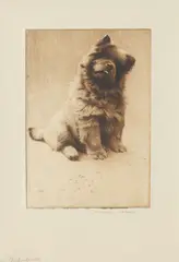 Morgan Dennis, 'Impudence' - A Chow Chow, etching